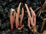 Fleischfarbene Keule-Clavaria incarnata