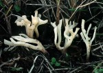 Zarte Wiesenkeule-Clavulinopsis subtilis