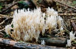 Zierliche Koralle-Ramaria gracilis