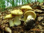 Falbblättriger Klumpfuss-Cortinarius talus