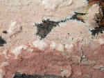 : Rindenpilz-Laeticorticium pulverulentum