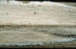 Sumpfgras-Hautkruste-Epithele typhae