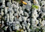 Ockerfarbiger Gelbsporrindenpilz-Jaapia ochroleuca