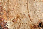 Rosabrauner Schiffchensporrindenpilz-Luellia recondita