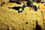 Ockergelber Kammpilz-Phlebia subochracea