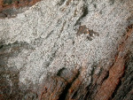Spindelsporige Hornbasidie-Thanatephorus fusisporus