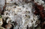 Faseriger Warzensporling-Tylospora fibrillosa