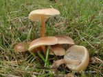 Waldfreund-Blasssporrübling-Gymnopus dryophilus