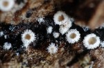 : Episphaeria-Episphaeria fraxinicola