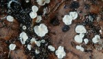 Blasses Hautscheibchen-Pellidiscus pallidus