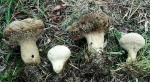 Rauher Stäubling-Lycoperdon pedicellatum
