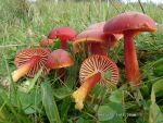 Kirschroter Saftling-Hygrocybe coccinea