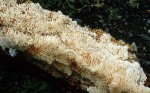 :-Antrodia mellita