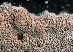 Grünfärbender Wachsporling-Ceriporia viridans