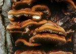 Flacher Schillerporling-Inonotus cuticularis
