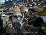 Natternstieliger Schwefelkopf-Hypholoma marginatum