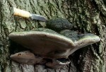 Pappel-Feuerschwamm-Phellinus populicola