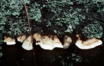 Gleozystiden Saftporling-Postia leucomallella