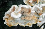 Orangeporiger Knorpelporling-Skeletocutis amorpha