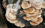 : Tramete-Tremetes ochracea