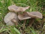 Schmutziger Rötelritterling-Lepista sordida