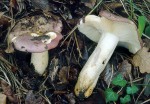 Lederstieltäubling-Russula viscida