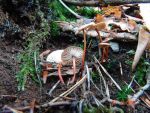 Knoblauchschwindling-Mycetinis scorodonius