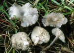 Rissiger Tellerling-Rhodocybe caelata