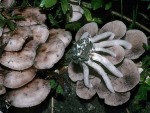 Rötelblättriger Mürbling-Psathyrella sarcocephala
