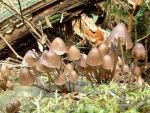 Viersporiger Nitrathelmling-Mycena stipata