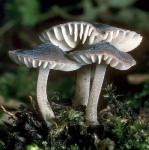 Glattsporiger Reifhelmling-Mycenella salicina