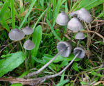 Graublättriger Russhelmling-Mycena aetites