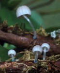Blaufüssiger Helmling-Mycena cyanorrhiza