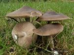 Rehbrauner Dachpilz-Pluteus cervinus