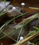 Niederliegender Schwindling-Marasmius setosus