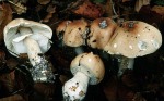 Getropfter Schleimschirmling-Limacella guttata