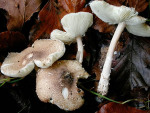 Körnigschuppiger Schirmling-Lepiota subgracilis