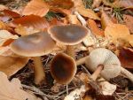 Butter-Rosasporrübling-Rhodocollybia butyracea var. butyracea