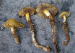 Wurzelnder Schwefelkopf-Hypholoma radicosum