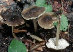 Faltiggerunzelter Wasserfuß-Hydropus trichodermus