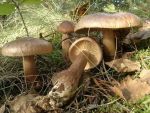 Gelbblättriger Ritterling-Tricholoma fulvum