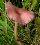: Rötling-Entoloma callirhodon