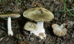 Grünschillernder Rötling-Entoloma versatile