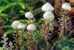 Traubenstieliger Sklerotienrübling-Dendrocollybia racemosa
