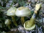 Schwefelritterling-Tricholoma sulfureum