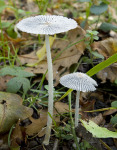 Hasenpfote-Coprinopsis lagopus