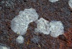 Schlauch-Rindenpilz-Ascocorticium anomalum