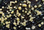 Blassgelbes Reisigbecherchen-Bisporella subpallida