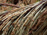 : Kiefern-Korkbecherling-Cenangium acuum