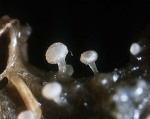 :-Crocicreas amenti